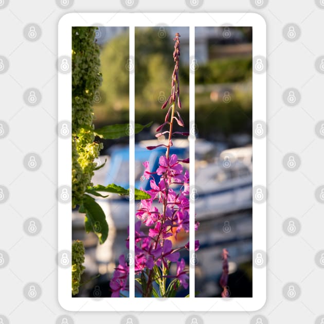 Wonderful landscapes in Norway. Blooming colorful lupine flower in Norway in the wild grass. Blur harbour background with boats. Summer sunny day (vertical) Sticker by fabbroni-art